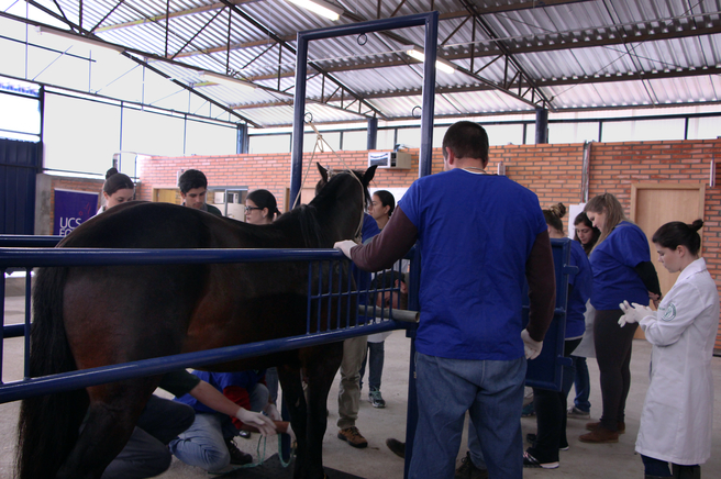 Clínica veterinária de grandes animais