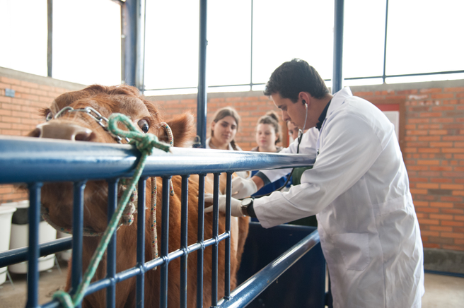 Clínica veterinária de grandes animais
