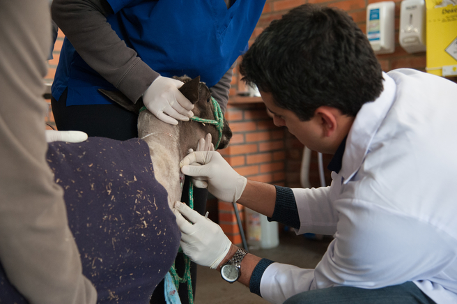 Clínica veterinária de grandes animais