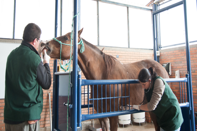 Clínica veterinária de grandes animais