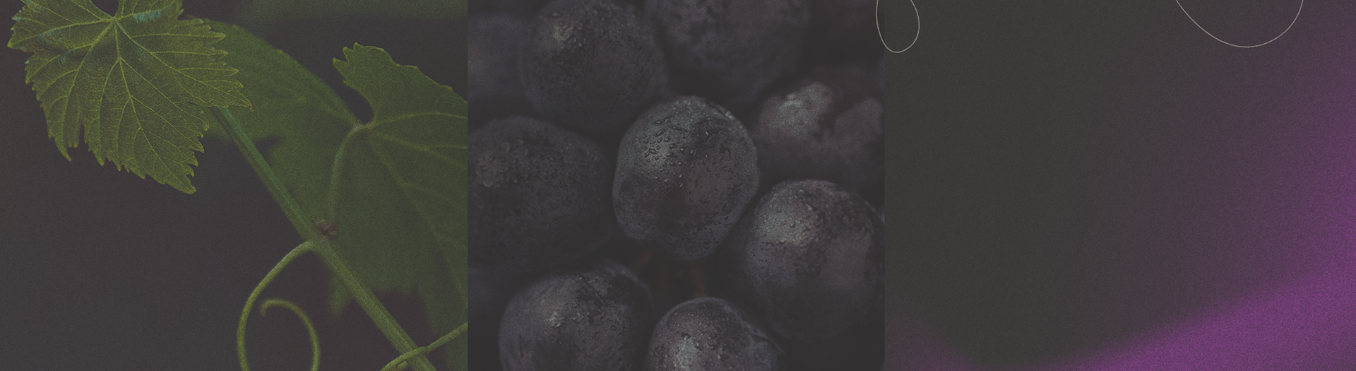 Curso sugerido Viticultura e Enologia