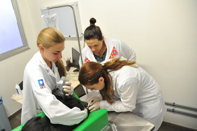 Clínica veterinária de pequenos animais