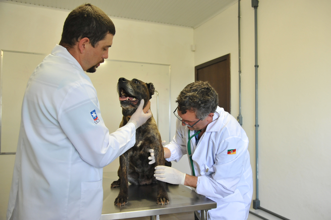 Clínica veterinária de pequenos animais